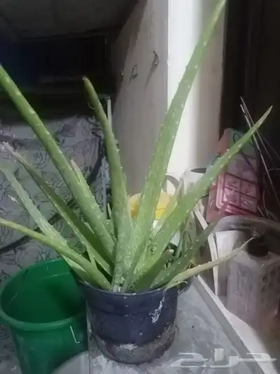 Aloe vera and Tulsi (holy basil) plant for sale 1