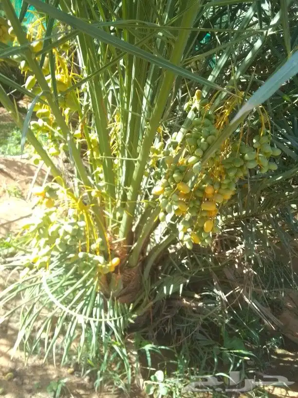 فراخه طيبه وجثايث وقراين 2