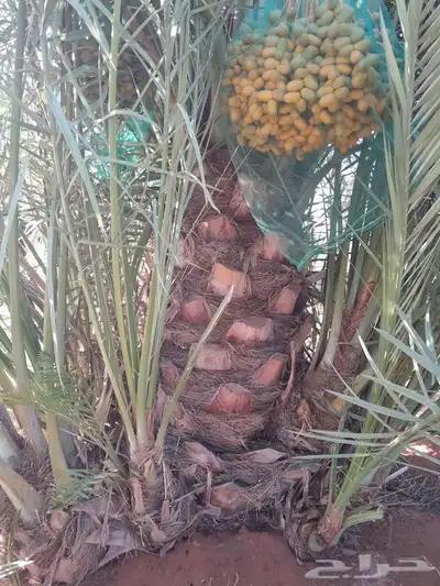 فسايل حلوه طيبه 4