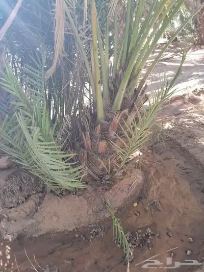فسايل حلوه طيبه 1