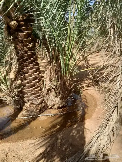 فسايل حلوه طيبه 7