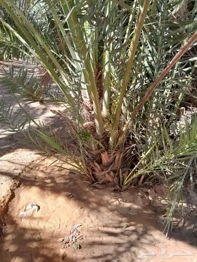 فسايل حلوه طيبه 0