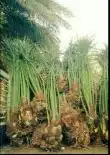 تركيب شبوك المزارع 4