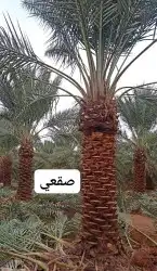 نخيل للبيع الطائف مكه جده 3