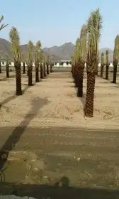 نخل. طالع الجنوب مثمر بجميع انواعه خلاص برحي سكري روثان 4