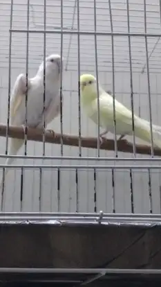 طيور باجي للبيع 0