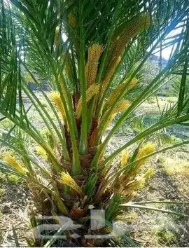 نخل للبيع 8