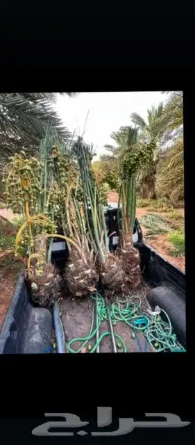 نخيل للبيع الطائف مكه جده 0