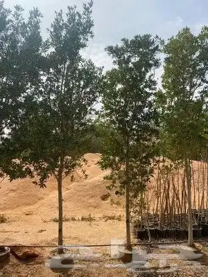 توريد الاشجار بانوعه والنخيل والزيتون وصينه الاشجار باوعها 1
