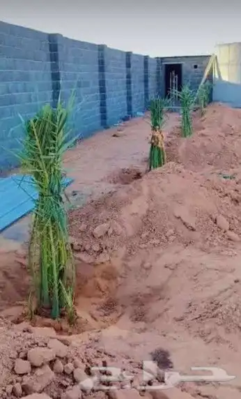 نخيل للبيع 6