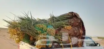 نخيل للبيع 7