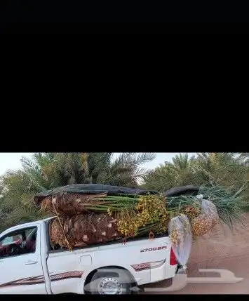 نخيل للبيع 4