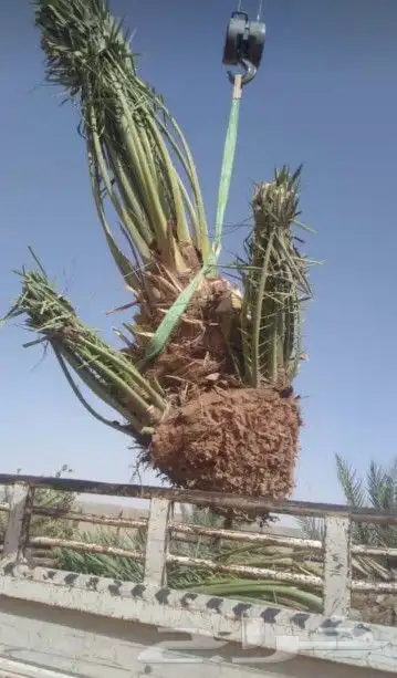 نخل للبيع 5