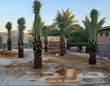 نخل للبيع 11