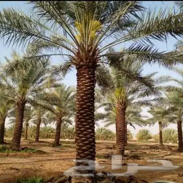 نخل للبيع 4