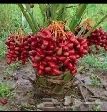 نخيل للبيع 0