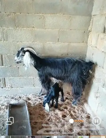 عنز متبع 0