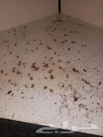 شركة مكافحة الحشرات والنظافة 5