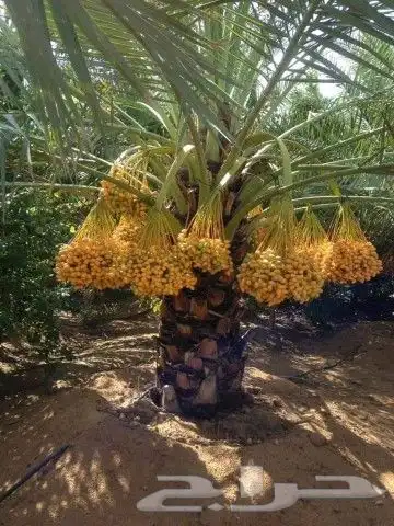 نخل للبيع 16