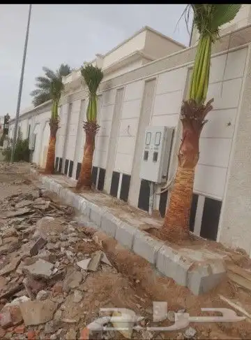 نخيل للبيع 5