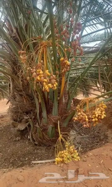نخل للبيع 0