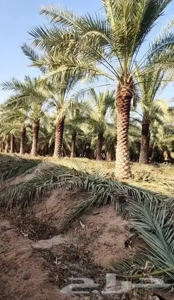 نخل للبيع 18