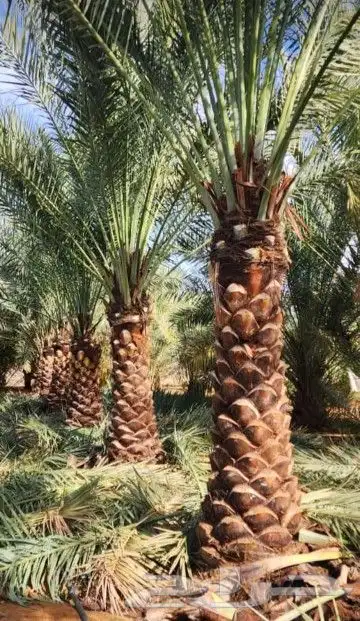 نخل للبيع 15