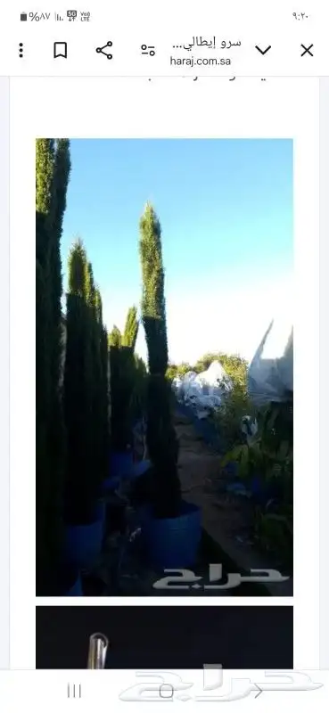 توريد الاشجار بانوعه والنخيل والزيتون وصينه الاشجار باوعها 0