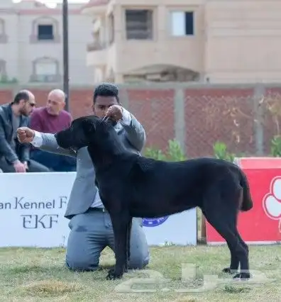 جرو الباي مستورد اهالي ابطالي عالم 2