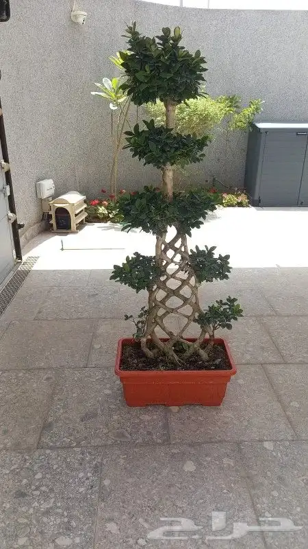 توريد الاشجار بانوعه والنخيل والزيتون وصينه الاشجار باوعها 8