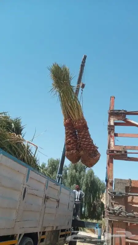 نخل للبيع 10
