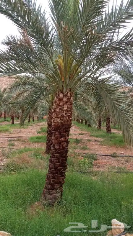 نخل للبيع 9