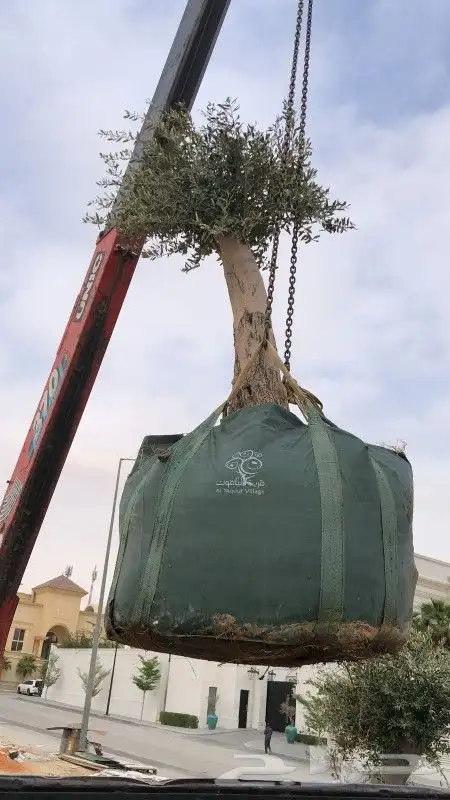 توريد الاشجار بانوعه والنخيل والزيتون وصينه الاشجار باوعها 2