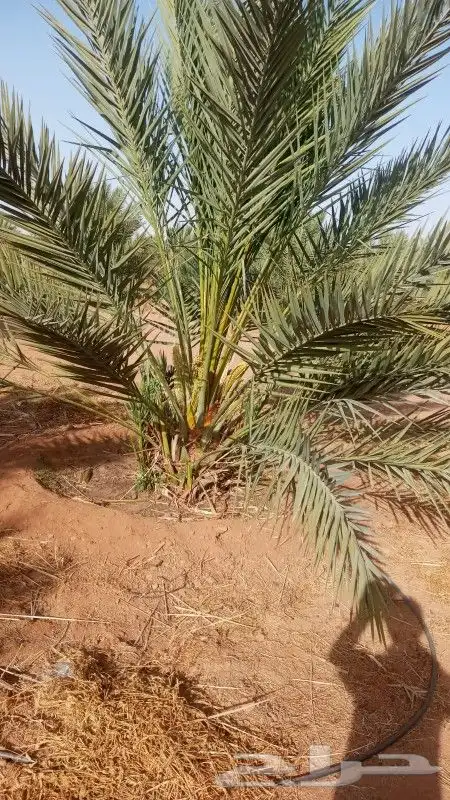 نخل للبيع 12