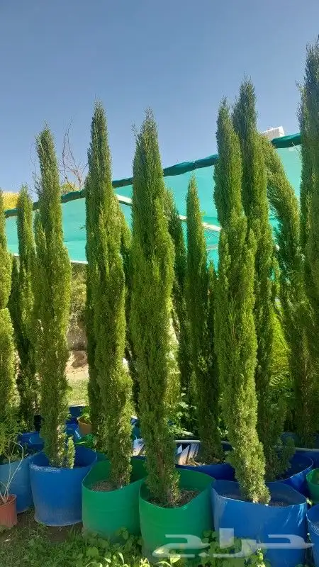 توريد الاشجار بانوعه والنخيل والزيتون وصينه الاشجار باوعها 4