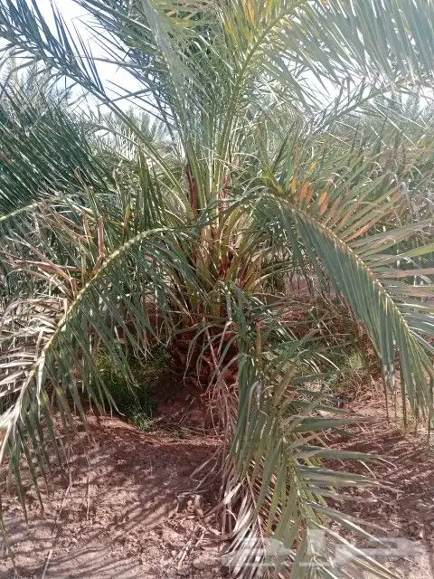 نخل للبيع 14