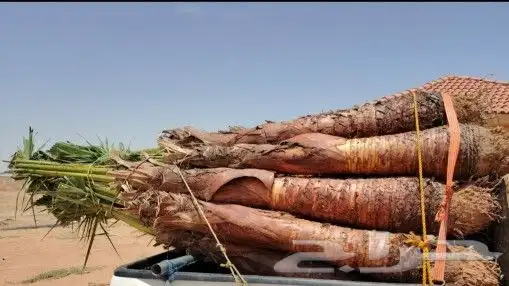 يوجد لدينا جميع انواع النخيل المثمره وازينه 3