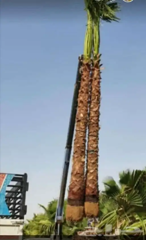 يوجد لدينا جميع انواع النخيل المثمره وازينه 9