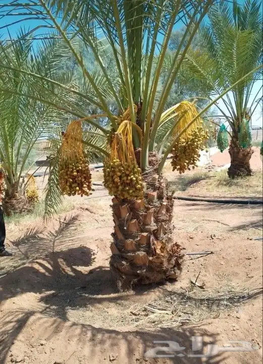 لدينا نخيل للبيع عربي واشنطني بجميع المقاسات 4