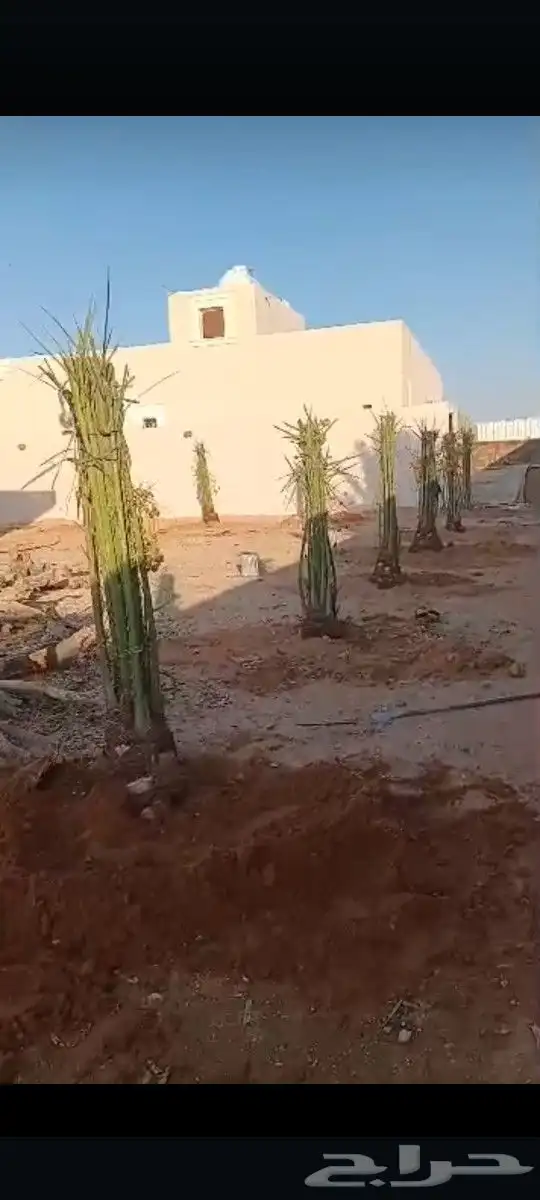 يوجد لدينا جميع انواع النخيل المثمره وازينه 4