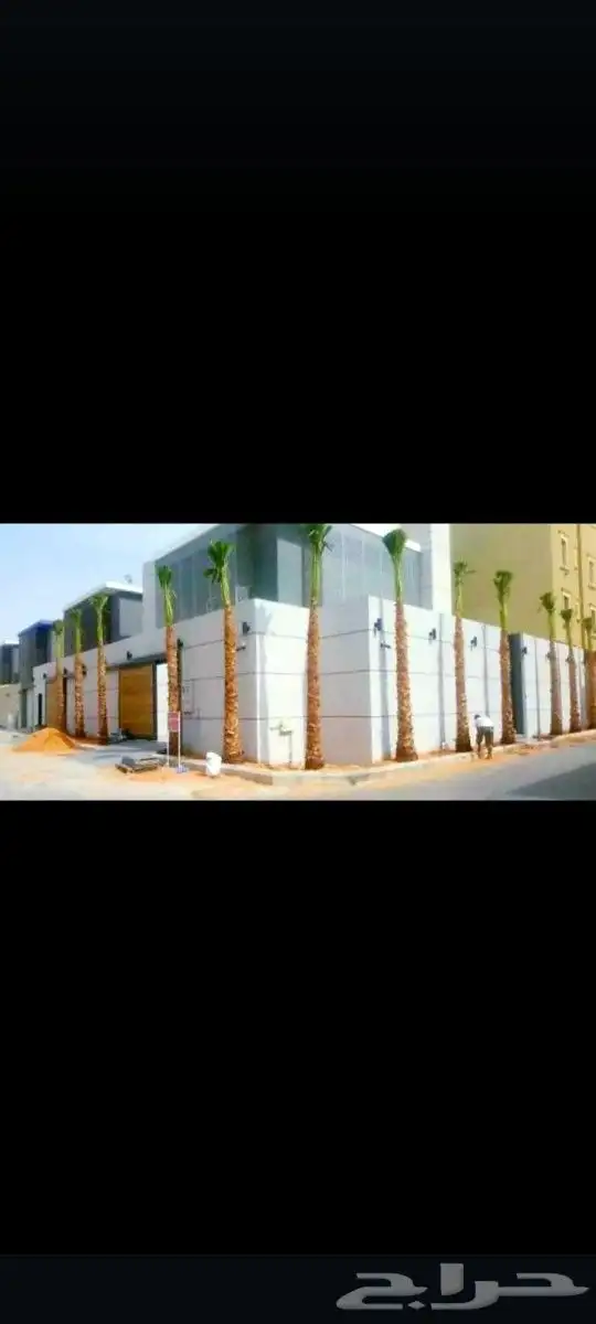 يوجد لدينا جميع انواع النخيل المثمره وازينه 7