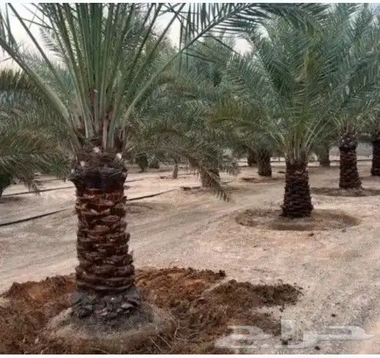 لدينا نخيل للبيع عربي واشنطني بجميع المقاسات 0
