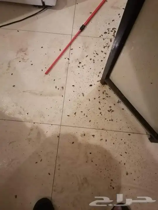 شركة مكافحة الحشرات والنظافة 2