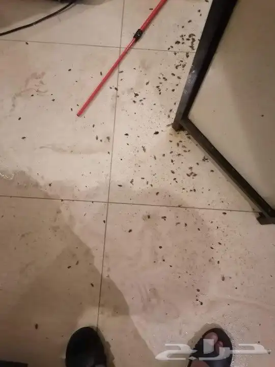 شركة مكافحة الحشرات والنظافة 4