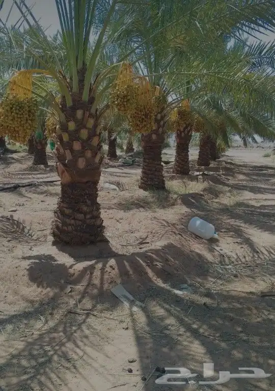 لدينا نخيل للبيع عربي واشنطني بجميع المقاسات 3