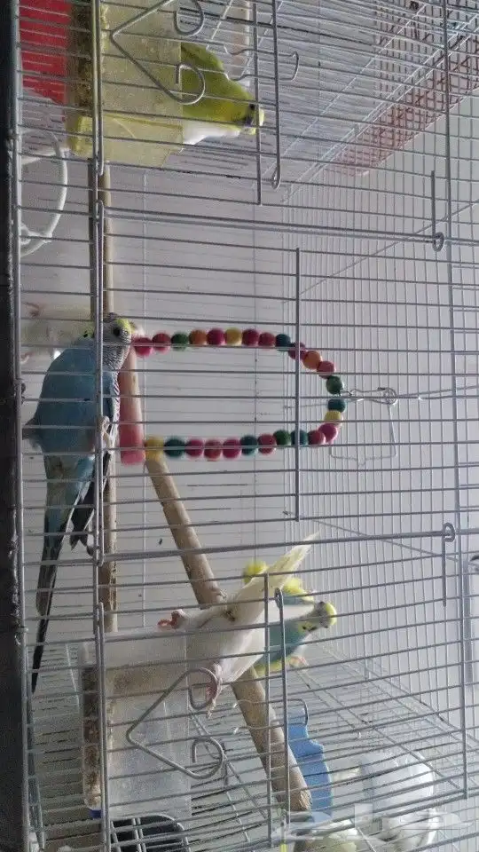 طيور باجي للبيع 2