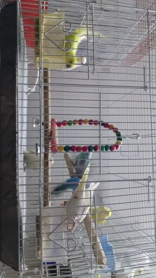 طيور باجي للبيع 1