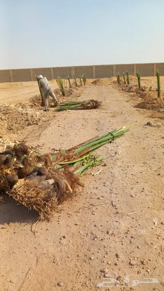 اخلاص فاخر مثمر 8