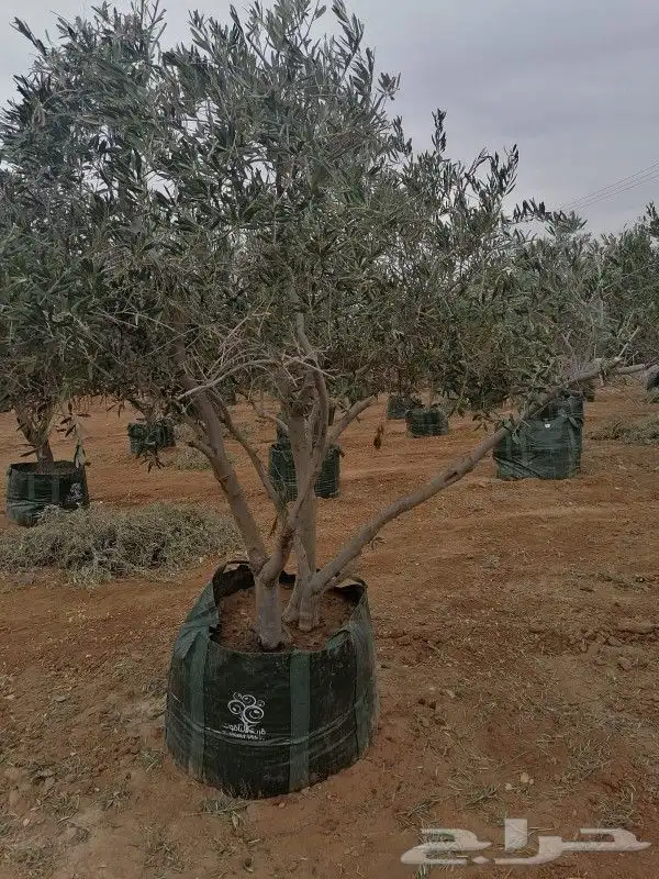 توريد الاشجار بانوعه والنخيل والزيتون وصينه الاشجار باوعها 3