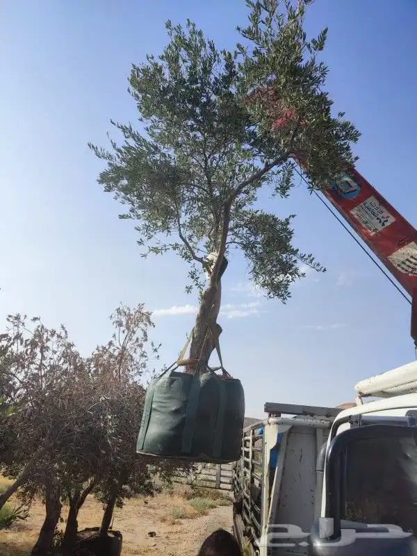 زيتون بمراكن للبيع 3
